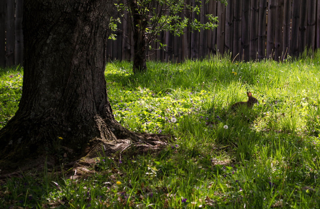 a native bunny from my backyard in Louisville Kentucky