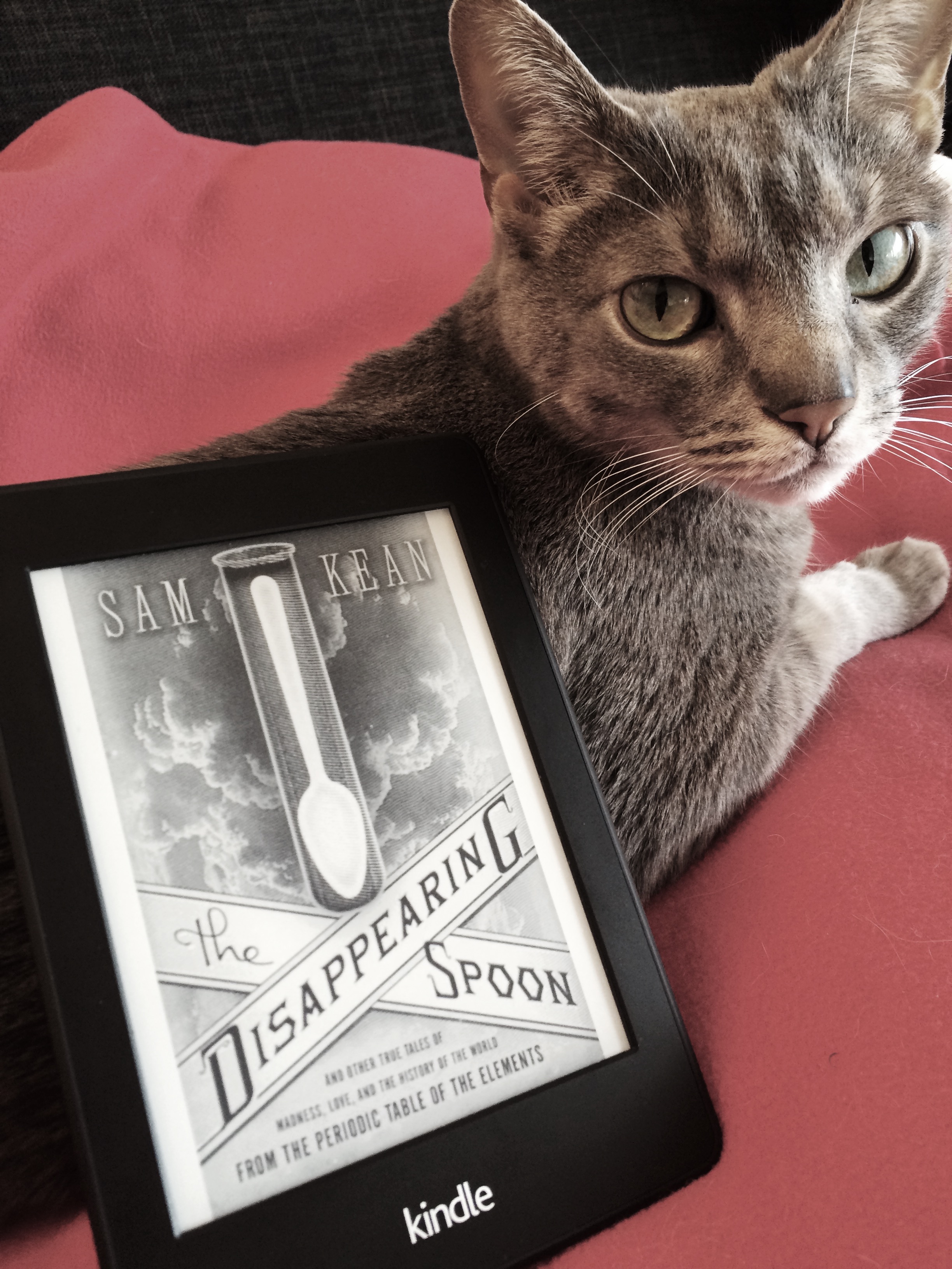 Ollie the cat makes a nice book rest for this Kindle version of Sam Kean's book The Disappearing Spoon