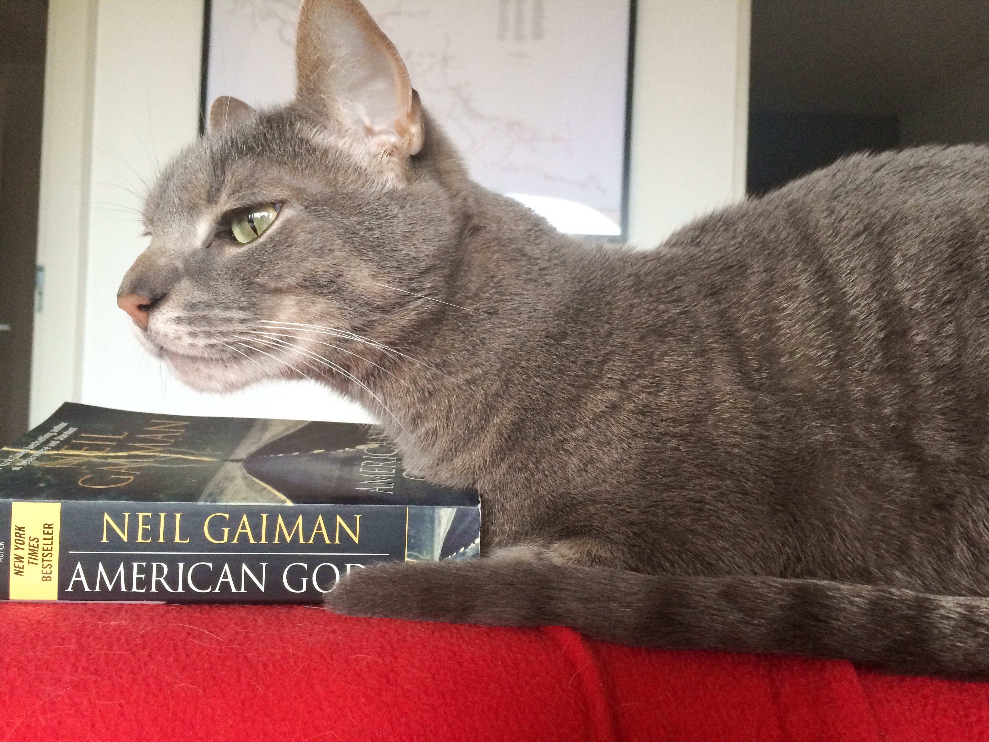 Ollie is contemplating the themes in Neil Gaiman's book American Gods